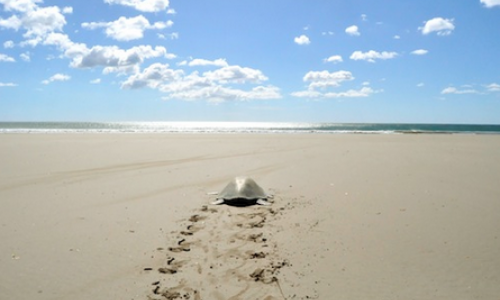 Carlos Melia experiences Green Turtles nesting at Mansanillo Beach