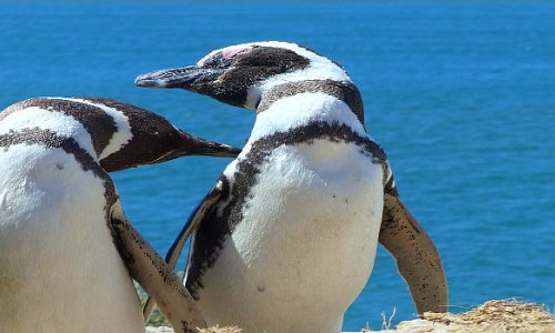 Australia’s Fab ‘n Famous Gay Penguins Have a Chick!