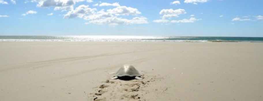 Carlos Melia experiences Green Turtles nesting at Mansanillo Beach Main Image