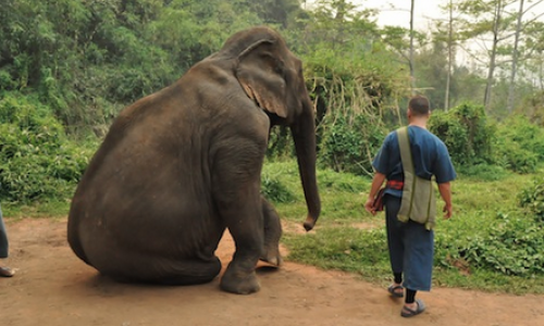 Carlos Melia Lives with Elephants in Thailand!