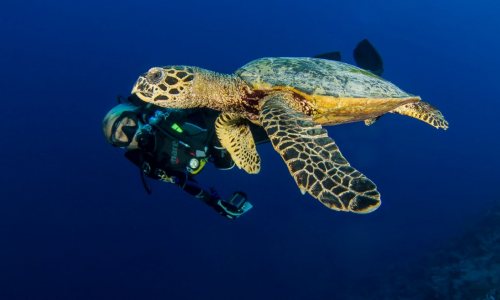 Every Day is Earth Day at Manta Ray Bay Resort & Yap Divers