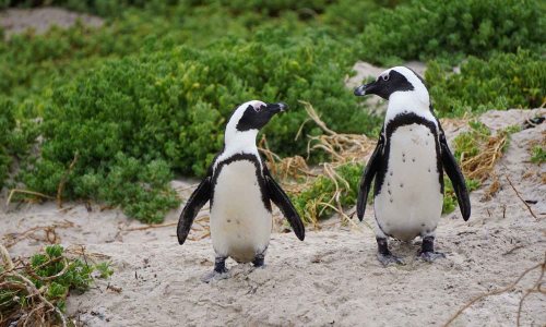 Gay Penguin Duo at Netherlands Zoo Nabs Egg